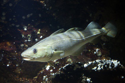 organs used by a fish for swimming