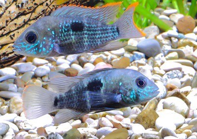 what dwarf cichlids can be kept together?