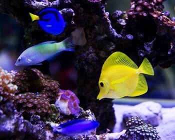 what should the alkalinity be in a fish tank?