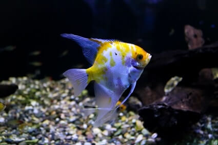 why angelfish won't eat