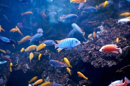 why are cichlids aggressive?