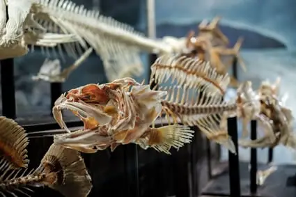 why do fish have backbones?