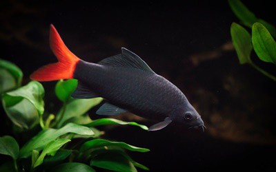 Can Angelfish Live with Red Tail Shark?