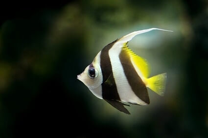 angelfish facts about us